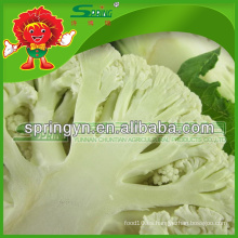 Verduras verdes orgánicas coliflor fresco de Yunnan